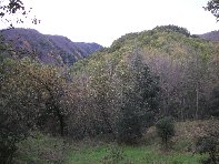 Monte Fior di Cosimo